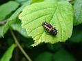 2012-0619_1540_Ladybird_Larva_19.2C